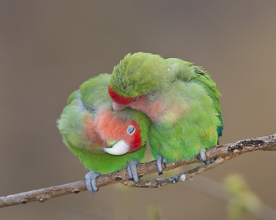 Rosy-faced Lovebirds, preening each other