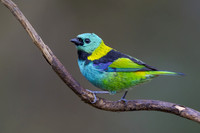 Green-headed Tanager