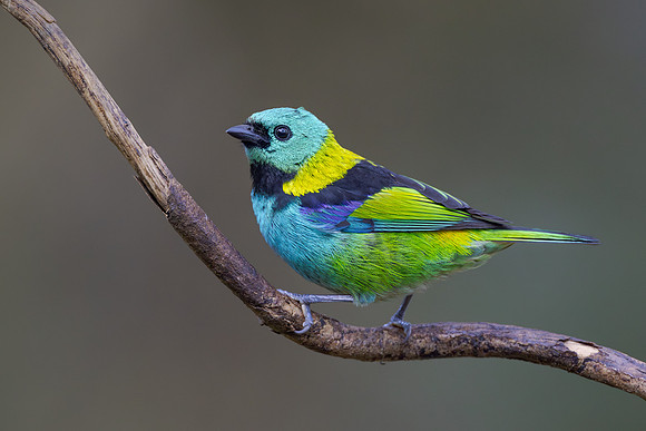 Green-headed Tanager