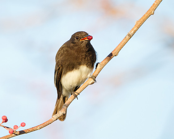 Black Phoebe, feeding on pistache berry