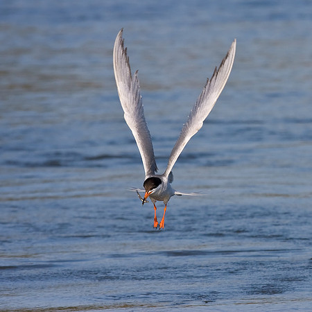 Forster's Tern