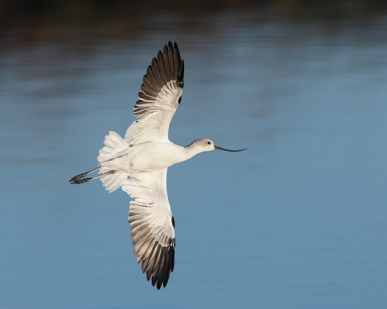 American Avocet