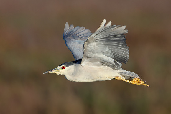 Black-crowned Night Heron