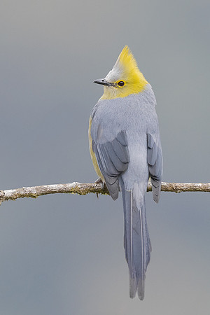 Long-tailed Silky-flycatcher
