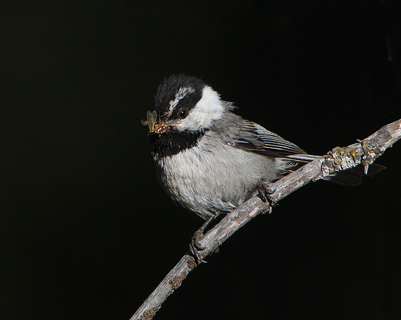 Mountain Chickadee, bringing food to the nest