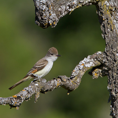 Ash-throated Flycatcher