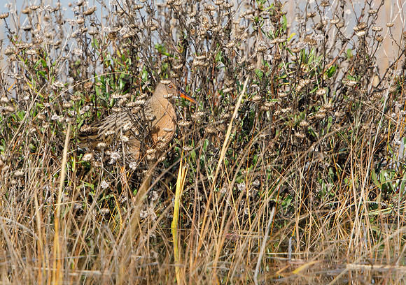 Ridgway's Rail (formerly Clapper Rail)