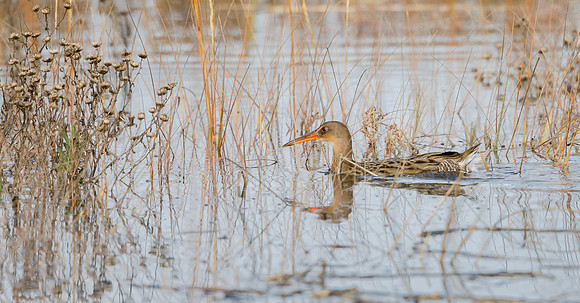 Ridgway's Rail (formerly Clapper Rail)