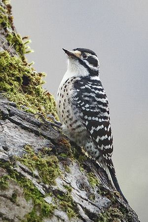 Nuttall's Woodpecker