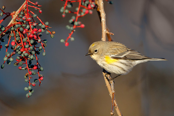 Yellow-rumped Warbler
