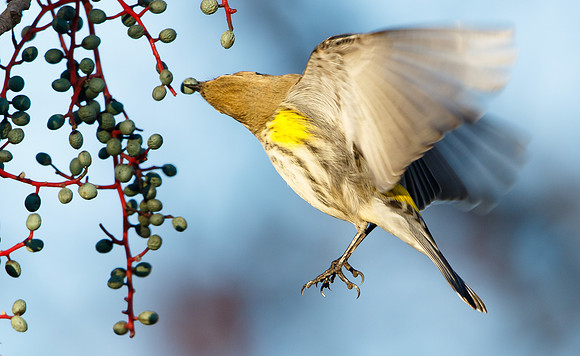 Yellow-rumped Warbler, feeding on pistache berries
