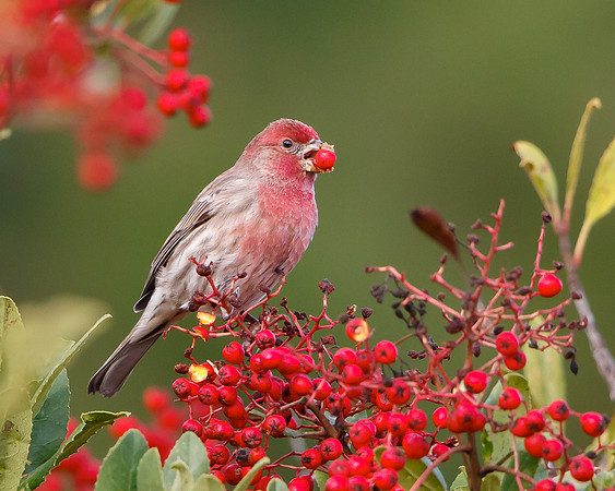 House Finch (male), feeding on toyon berries