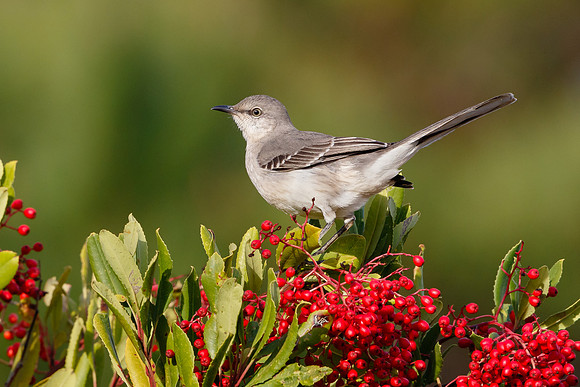 Northern Mockingbird, with toyon berries