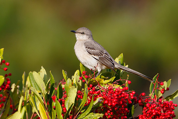 Northern Mockingbird