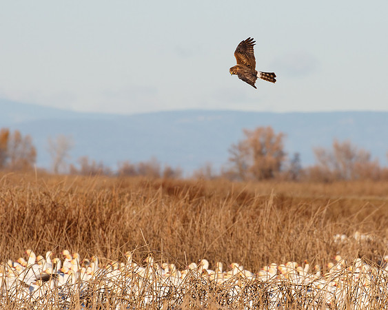 Northern Harrier, cheking out Snow Geese
