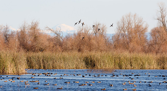 Northern Pintails, in flight