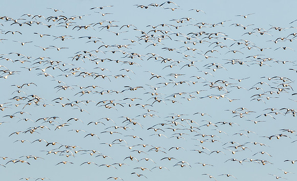 Snow Geese