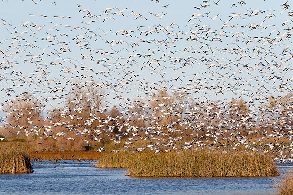 Snow Geese