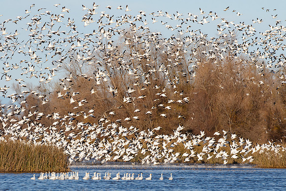 Snow Geese