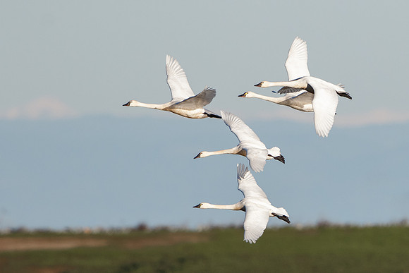 Tundra Swans