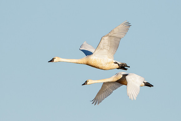 Tundra Swans