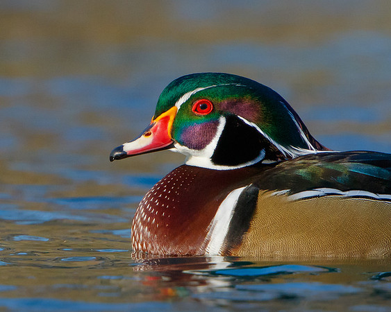 Wood Duck