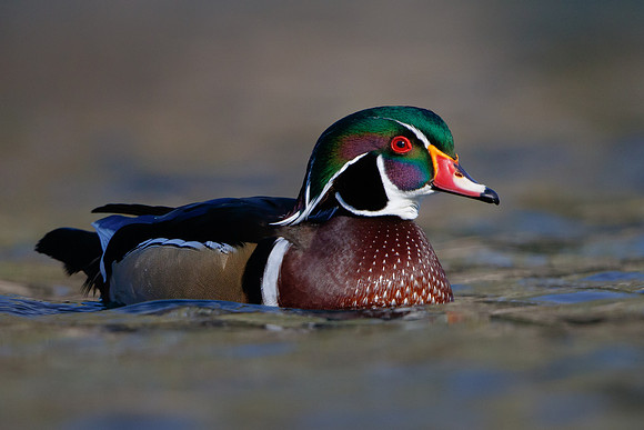 Wood Duck