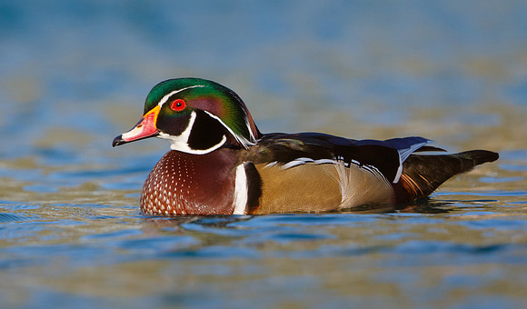 Wood Duck