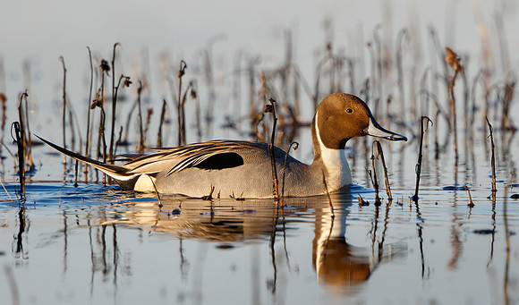 Northern Pintail