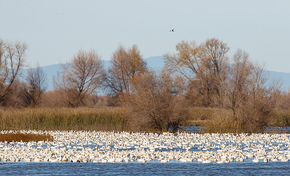 Northern Pintail and Snow Geese