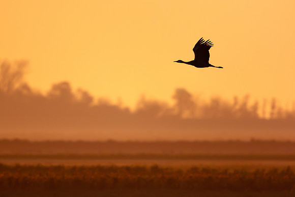 Sandhill Crane