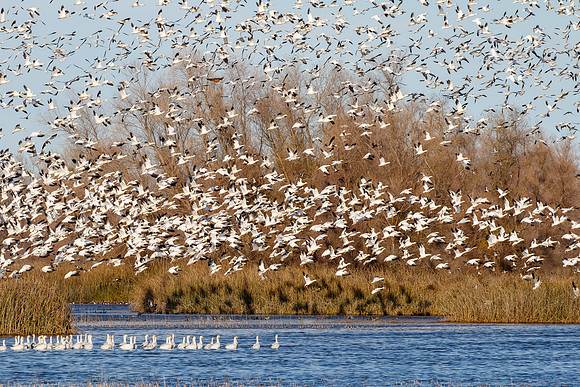Snow Geese