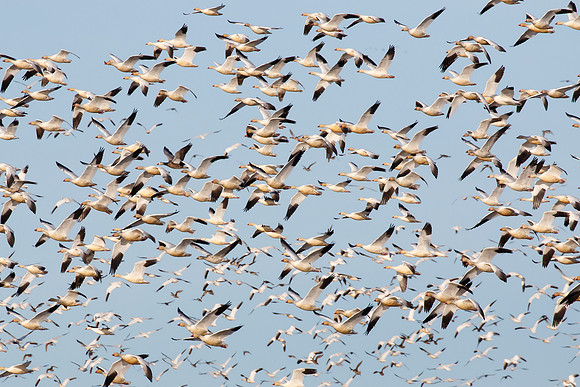 Snow Geese