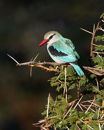 Woodland Kingfisher