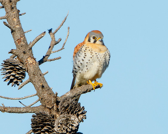 American Kestrel