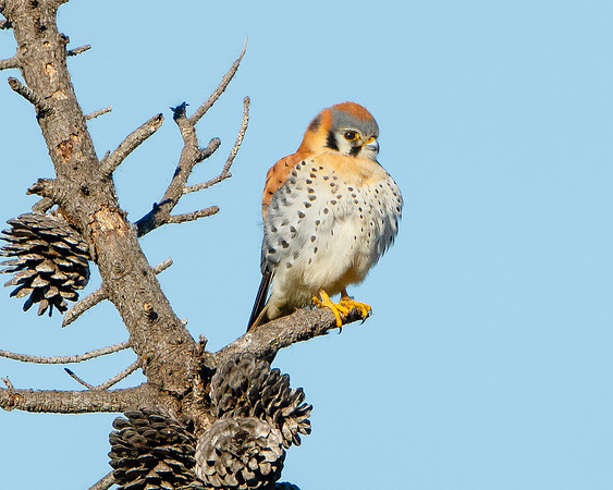 American Kestrel
