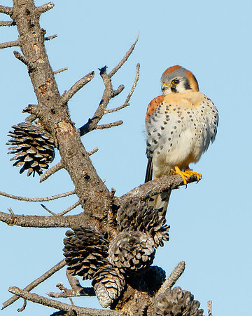 American Kestrel