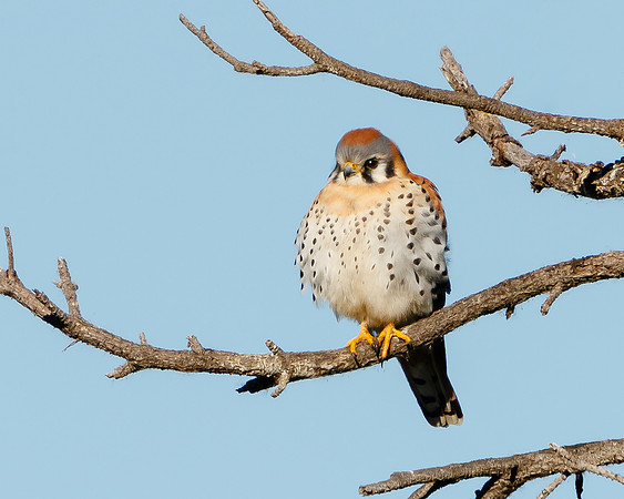 American Kestrel