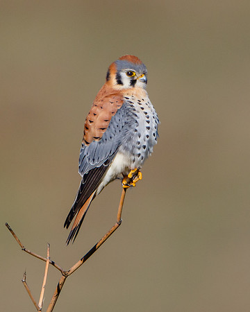 American Kestrel