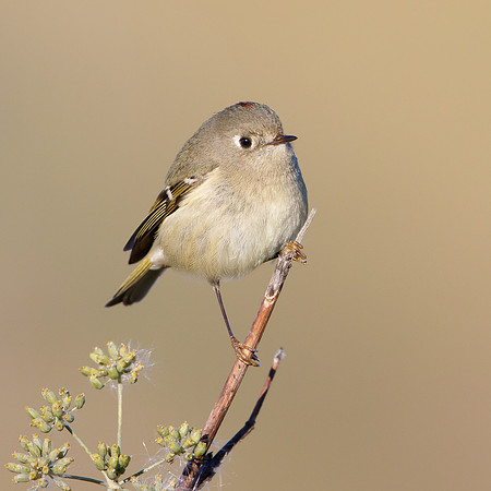 Ruby-crowned Kinglet