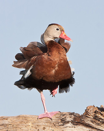 Black-bellied Whistling-Duck