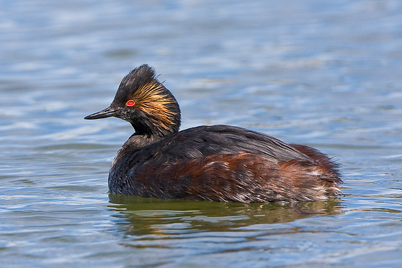 Eared Grebe