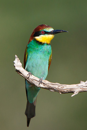 European Bee-eater