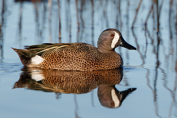 Blue-winged Teal, male