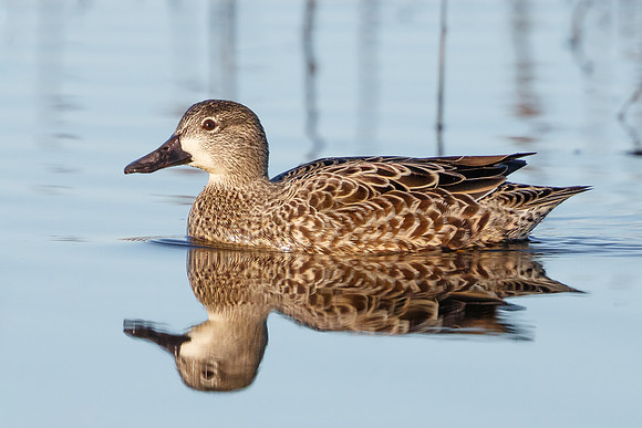 Blue-winged Teal, female