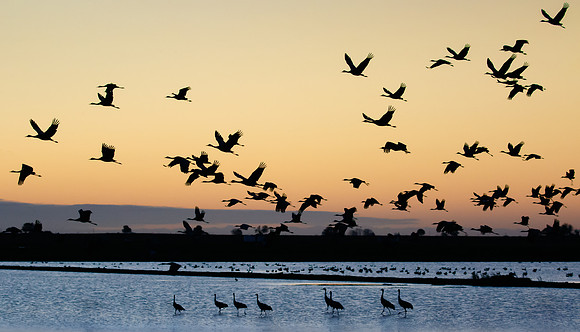 Sandhill Cranes