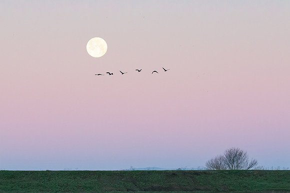 Geese