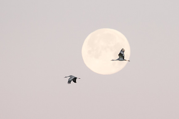 Sandhill Cranes