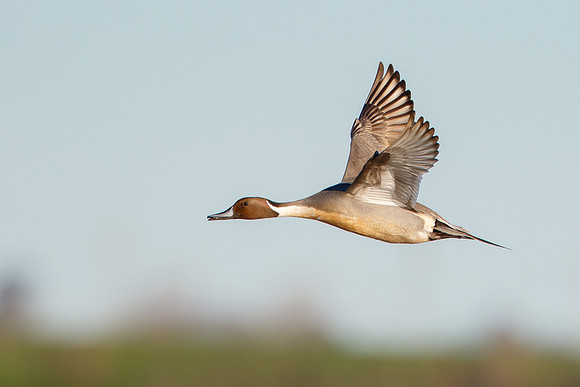 Northern Pintail