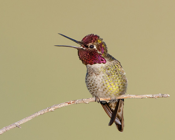 Anna's Hummingbird
